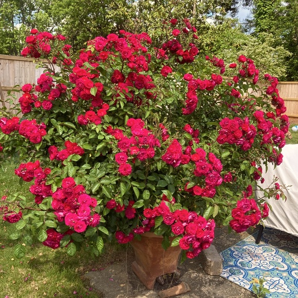 Meet your Posher, Alison - Picture 1 of 1